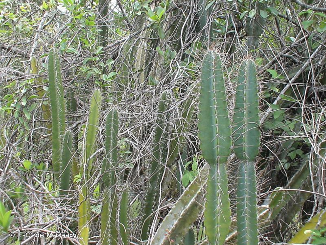 <i>Cereus hexagonus</i> (L.) Mill., 1768 &copy; J.-C. de Massary