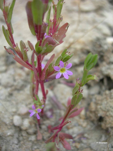 <i>Lythrum hyssopifolia</i> L., 1753 &copy; P. Gourdain