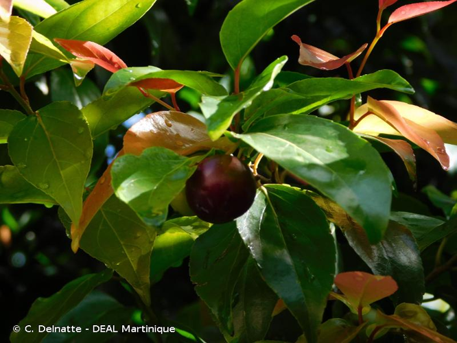 <i>Flacourtia jangomas</i> (Lour.) Raeusch., 1797 &copy; C. Delnatte - DEAL Martinique