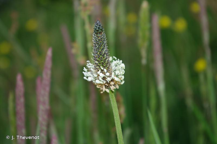 <i>Plantago lanceolata</i> L., 1753 &copy; J. Thevenot