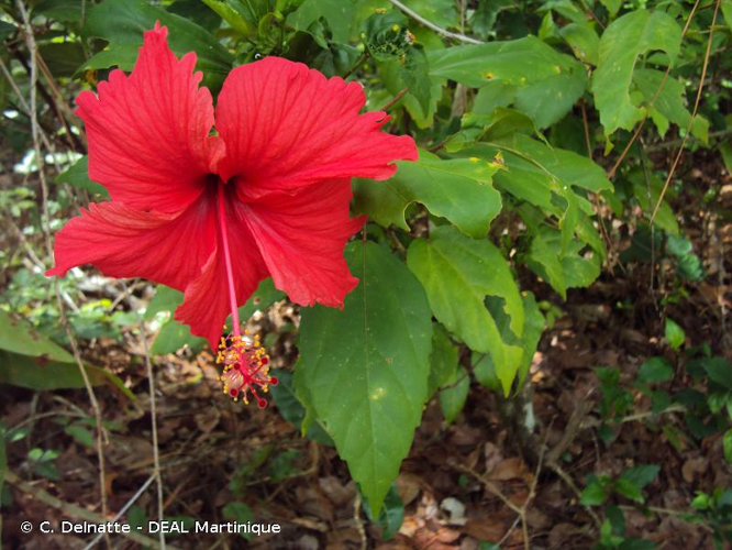 <i>Hibiscus rosa-sinensis</i> L., 1753 &copy; C. Delnatte - DEAL Martinique