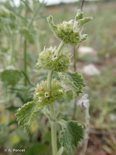 <i>Marrubium vulgare</i> L., 1753 &copy; R. Poncet