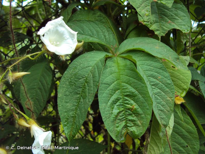 <i>Merremia aegyptia</i> (L.) Urb., 1910 &copy; C. Delnatte - DEAL Martinique
