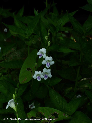 <i>Asystasia gangetica </i>subsp.<i> micrantha</i> (Nees) Ensermu, 1994 &copy; S. Sant/ Parc Amazonien de Guyane