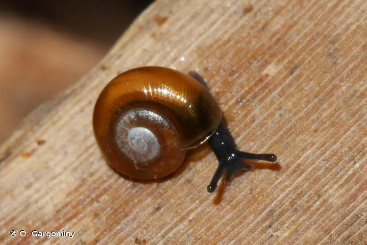 <i>Nesovitrea hammonis</i> (Strøm, 1765) &copy; O. Gargominy