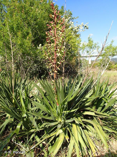 <i>Yucca gloriosa</i> L., 1753 &copy; R. Poncet