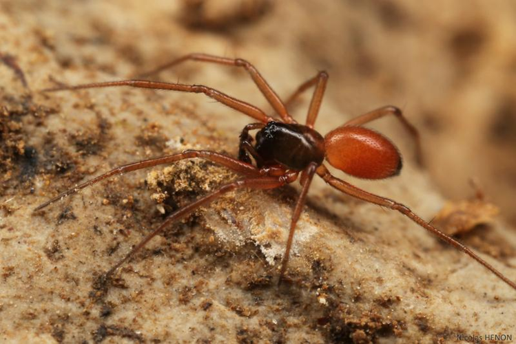 <i>Ostearius melanopygius</i> (O. Pickard-Cambridge, 1880) &copy; null