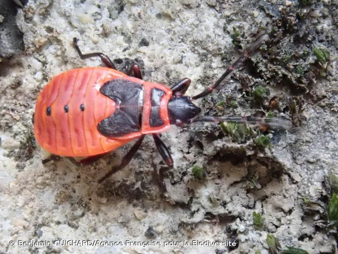 <i>Pyrrhocoris apterus</i> (Linnaeus, 1758) &copy; Benjamin GUICHARD/Agence Française pour la Biodiversité