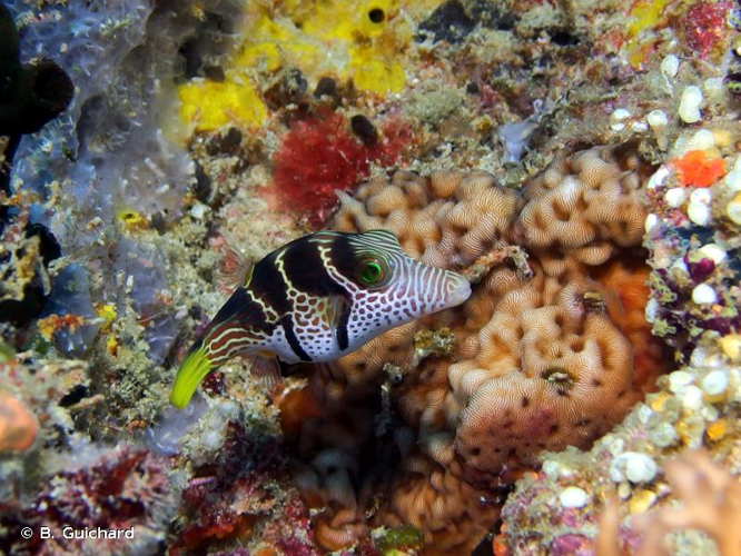 <i>Canthigaster valentini</i> (Bleeker, 1853) &copy; B. Guichard