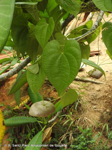<i>Dioscorea bulbifera</i> L., 1753 &copy; S. Sant/ Parc Amazonien de Guyane