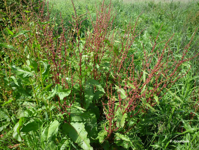 <i>Rumex obtusifolius</i> L., 1753 &copy; P. Gourdain