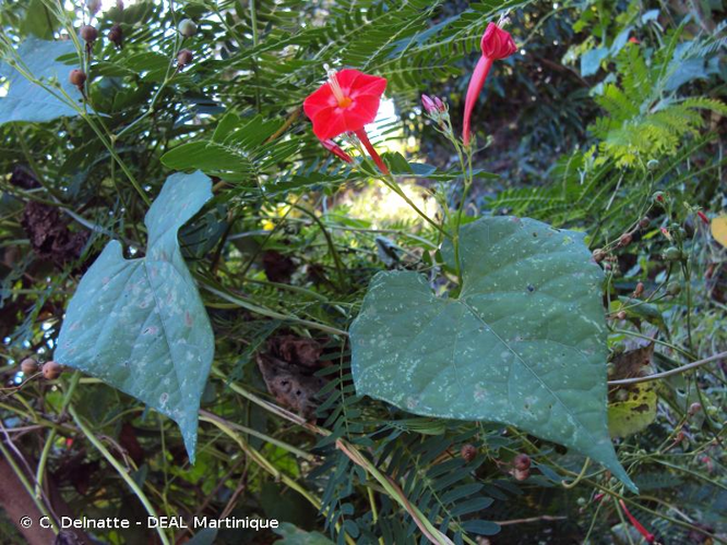 <i>Ipomoea hederifolia</i> L., 1759 &copy; C. Delnatte - DEAL Martinique
