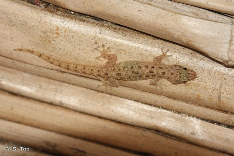 <i>Hemidactylus parvimaculatus</i> Deraniyagala, 1953 &copy; D. Top
