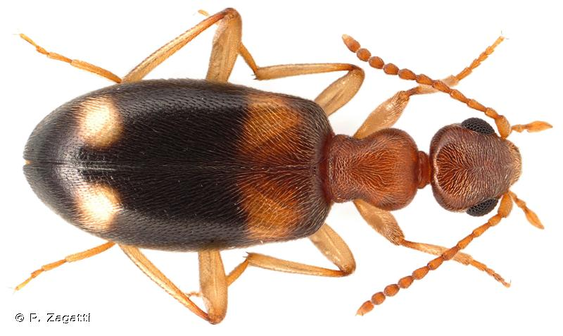 <i>Stricticomus tobias</i> (Marseul, 1879) &copy; P. Zagatti