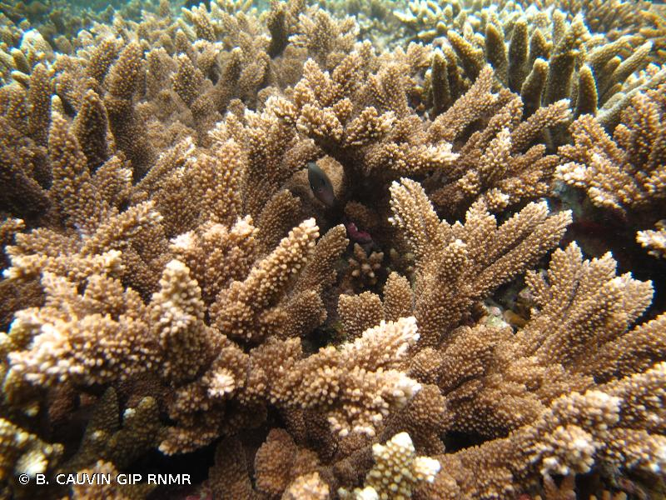 <i>Acropora abrotanoides</i> (Lamarck, 1816) &copy; B. CAUVIN GIP RNMR