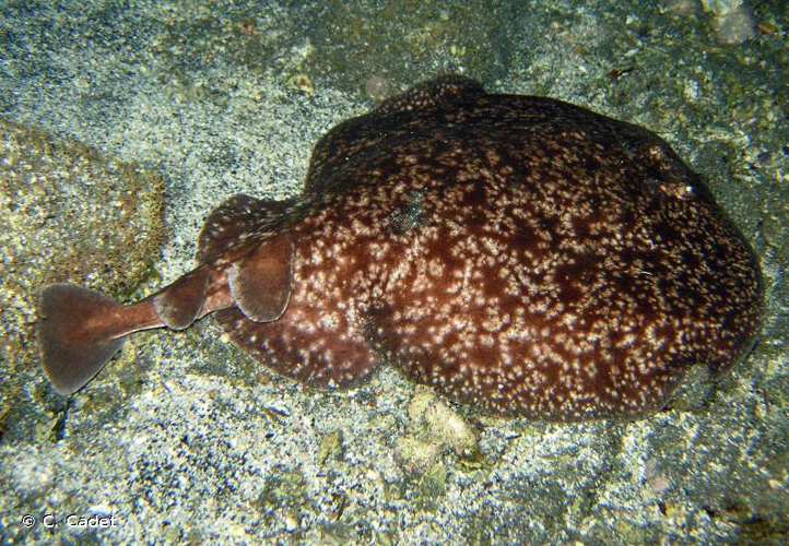<i>Torpedo fuscomaculata</i> Peters, 1855 &copy; C. Cadet