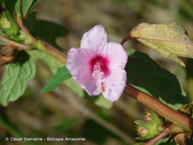 <i>Urena lobata</i> L., 1753 &copy; César Delnatte - Biotope Amazonie