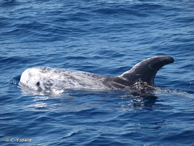 <i>Grampus griseus</i> (G. Cuvier, 1812) &copy; C. Yzoard