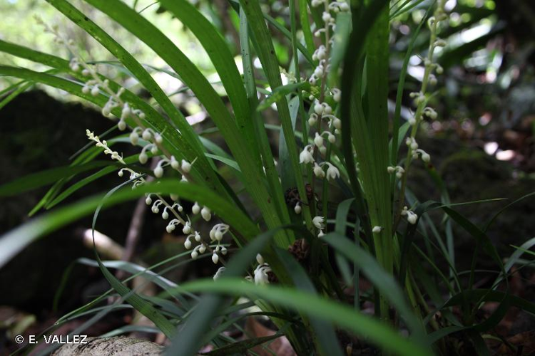 <i>Ophiopogon intermedius</i> D.Don, 1825 &copy; E. VALLEZ