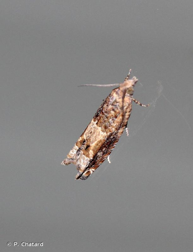 <i>Crocidosema plebejana</i> Zeller, 1847 &copy; P. Chatard