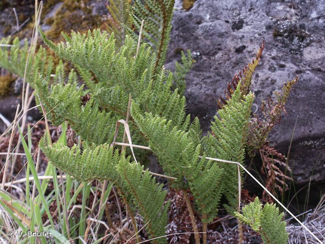 <i>Polystichum ammifolium</i> (Poir.) C.Chr., 1932 &copy; V. Boullet