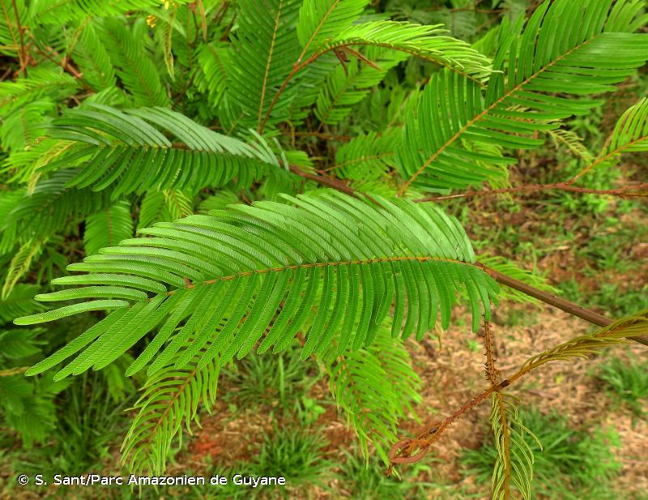 <i>Senegalia tenuifolia</i> (L.) Britton & Rose, 1928 &copy; S. Sant/Parc Amazonien de Guyane