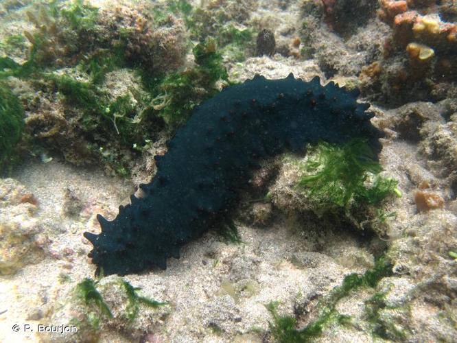 <i>Stichopus chloronotus</i> Brandt, 1835 &copy; P. Bourjon