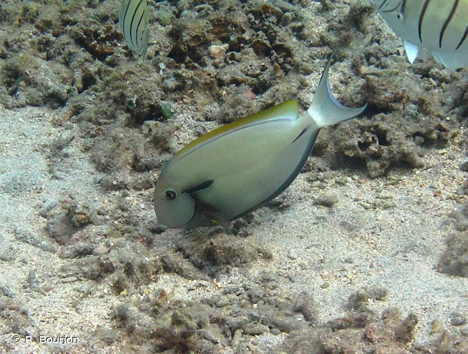<i>Acanthurus nigricauda</i> Duncker & Mohr, 1929 &copy; P. Bourjon