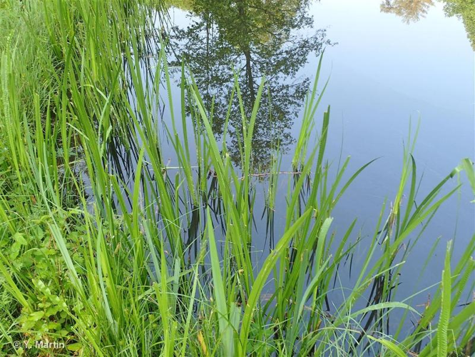<i>Acorus calamus</i> L., 1753 &copy; null