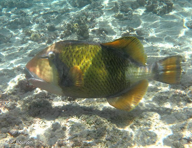 <i>Balistoides viridescens</i> (Bloch & Schneider, 1801) &copy; P. Bourjon