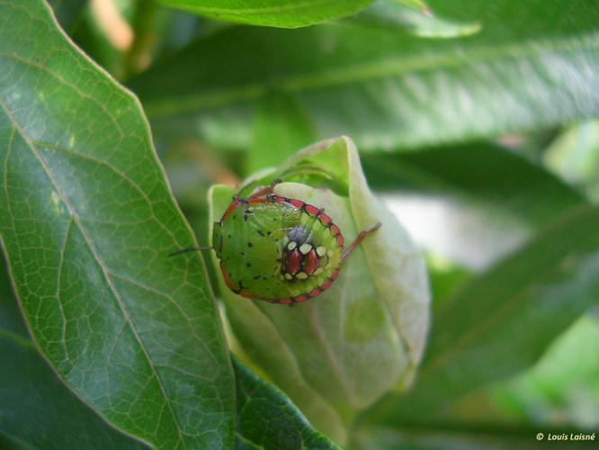 <i>Nezara viridula</i> (Linnaeus, 1758) &copy; null