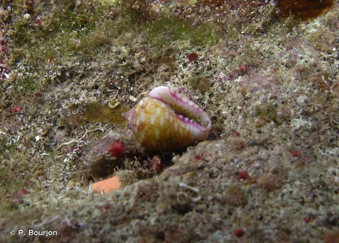 <i>Euplica turturina</i> (Lamarck, 1822) &copy; P. Bourjon