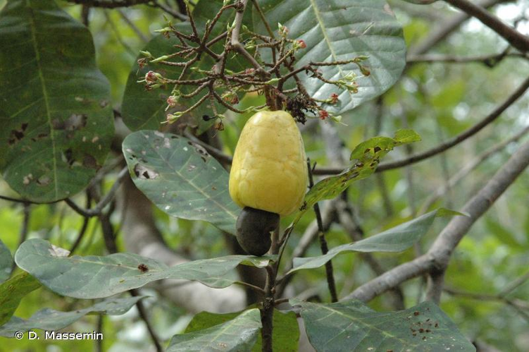 <i>Anacardium occidentale</i> L., 1753 &copy; D. Massemin