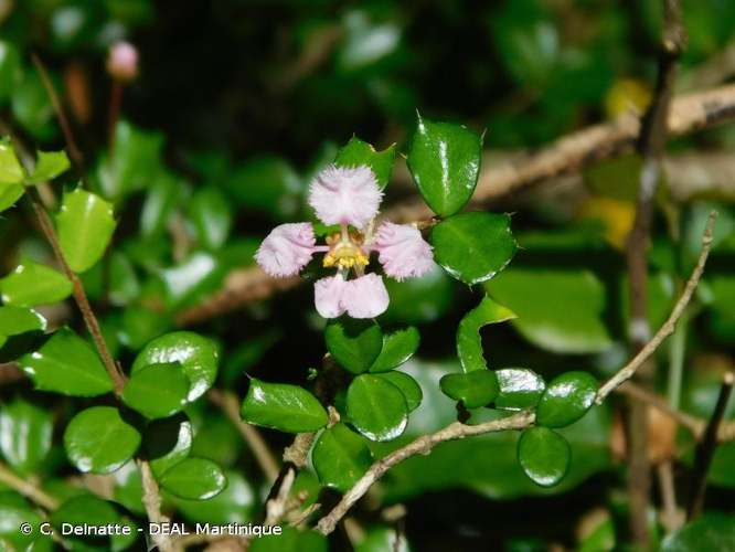 <i>Malpighia coccigera</i> L., 1753 &copy; C. Delnatte - DEAL Martinique