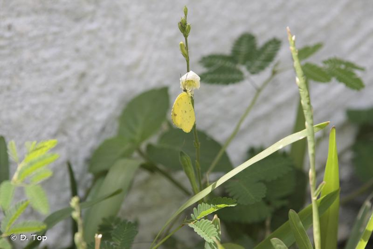 <i>Eurema floricola ceres</i> (Butler, 1886) &copy; D. Top