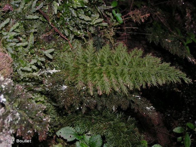 <i>Abrodictyum meifolium</i> (Bory ex Willd.) Ebihara & K.Iwats., 2006 &copy; V. Boullet