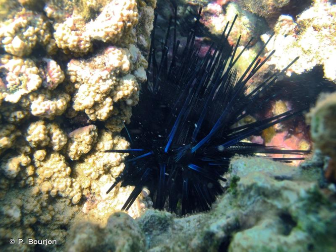 <i>Echinothrix diadema</i> (Linnaeus, 1758) &copy; P. Bourjon