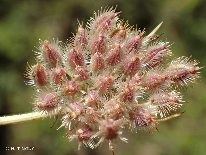 <i>Daucus carota </i>L., 1753 subsp.<i> carota</i> &copy; H. TINGUY
