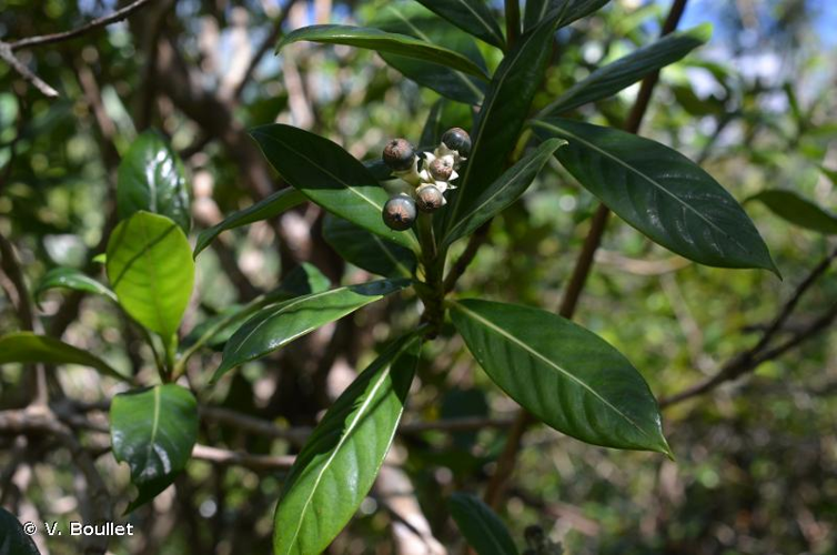 <i>Gaertnera vaginata</i> Lam., 1797 &copy; V. Boullet