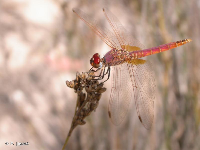<i>Trithemis annulata</i> (Palisot de Beauvois, 1807) &copy; F. Jiguet