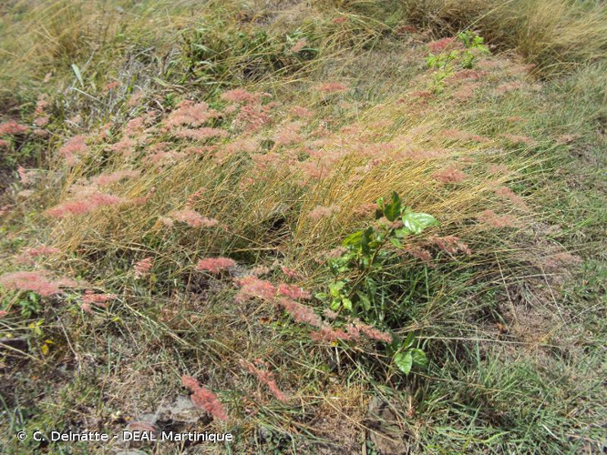 <i>Melinis repens</i> (Willd.) Zizka, 1988 &copy; C. Delnatte - DEAL Martinique