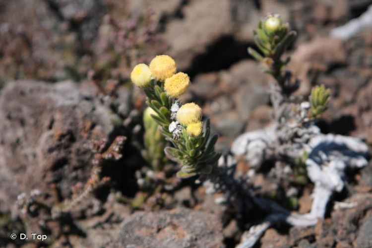 <i>Psiadia callocephala</i> (Bory) Cordem., 1895 &copy; D. Top