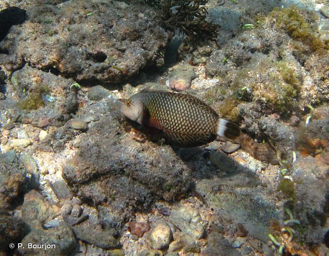<i>Novaculichthys taeniourus</i> (Lacepède, 1801) &copy; P. Bourjon