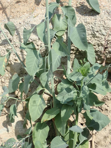 <i>Nicotiana glauca</i> Graham, 1828 &copy; H. TINGUY