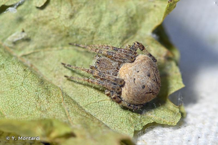 <i>Neoscona subfusca</i> (C.L. Koch, 1837) &copy; Y. Montardi