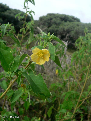 <i>Abutilon pseudocleistogamum</i> Hochr., 1917 &copy; V. Boullet