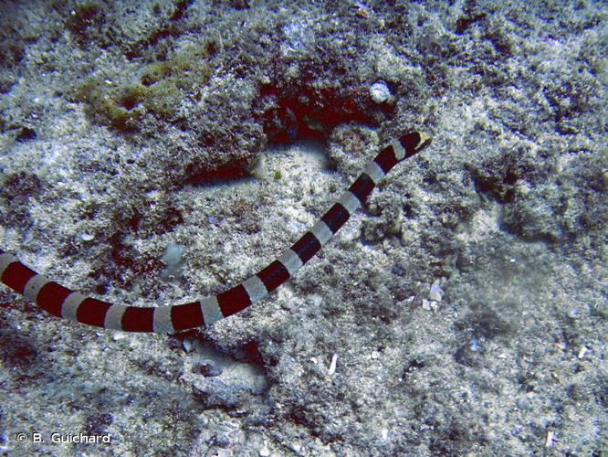 <i>Laticauda laticaudata</i> (Linnaeus, 1758) &copy; B. Guichard