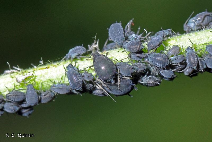 <i>Aphis fabae</i> Scopoli, 1763 &copy; C. Quintin