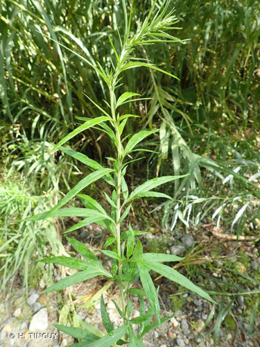 <i>Artemisia verlotiorum</i> Lamotte, 1877 &copy; H. TINGUY