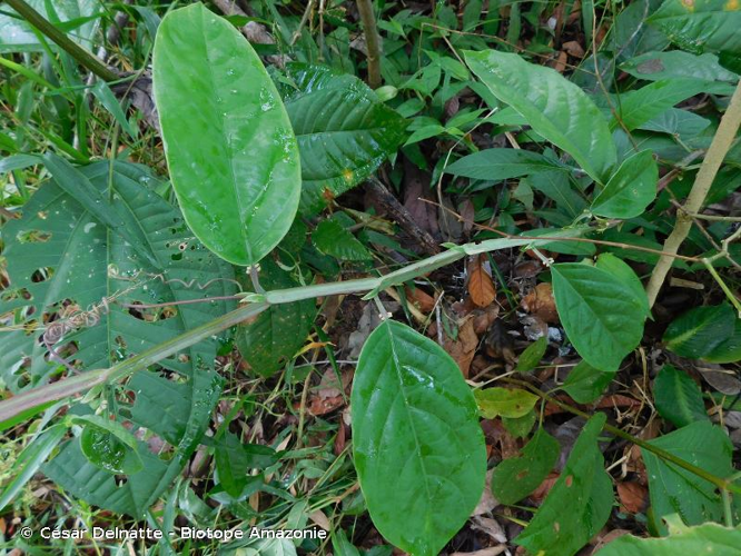 <i>Passiflora quadrangularis</i> L., 1759 &copy; César Delnatte - Biotope Amazonie